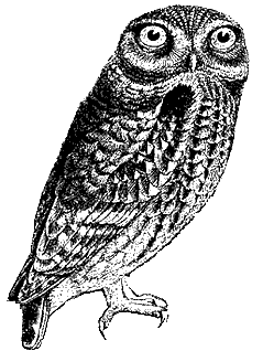 Hip-looking owl