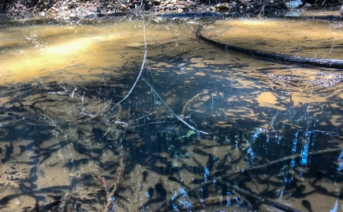A Thousand Tadpoles in a puddle the size of two pool tables -- Kyoto, Japan -- Copyright 2021 Jeffrey Friedl, https://regex.info/blog/ A Thousand Tadpoles in a puddle the size of two pool tables -- Kyoto, Japan -- Copyright 2021 Jeffrey Friedl, https://regex.info/blog/